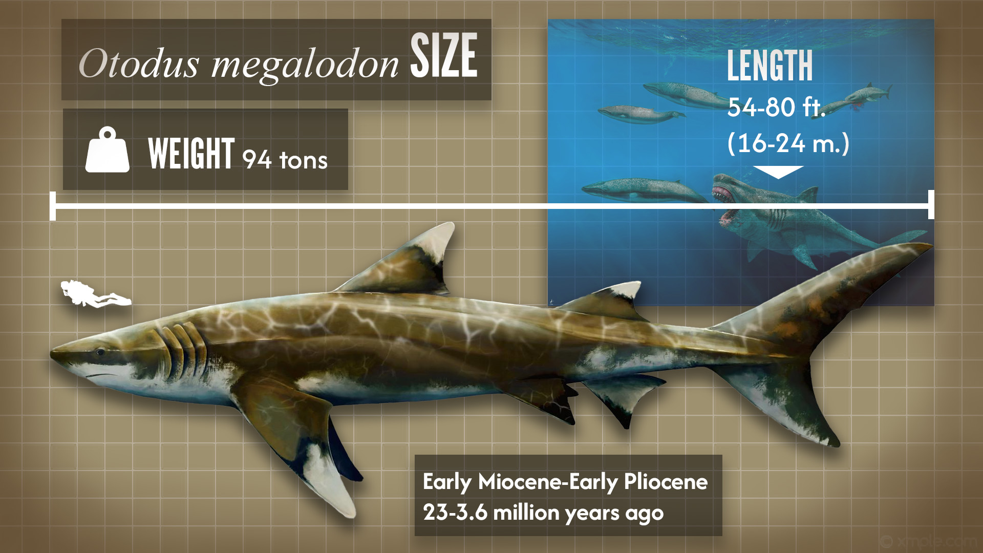 Megalodon size comparison thumbnail