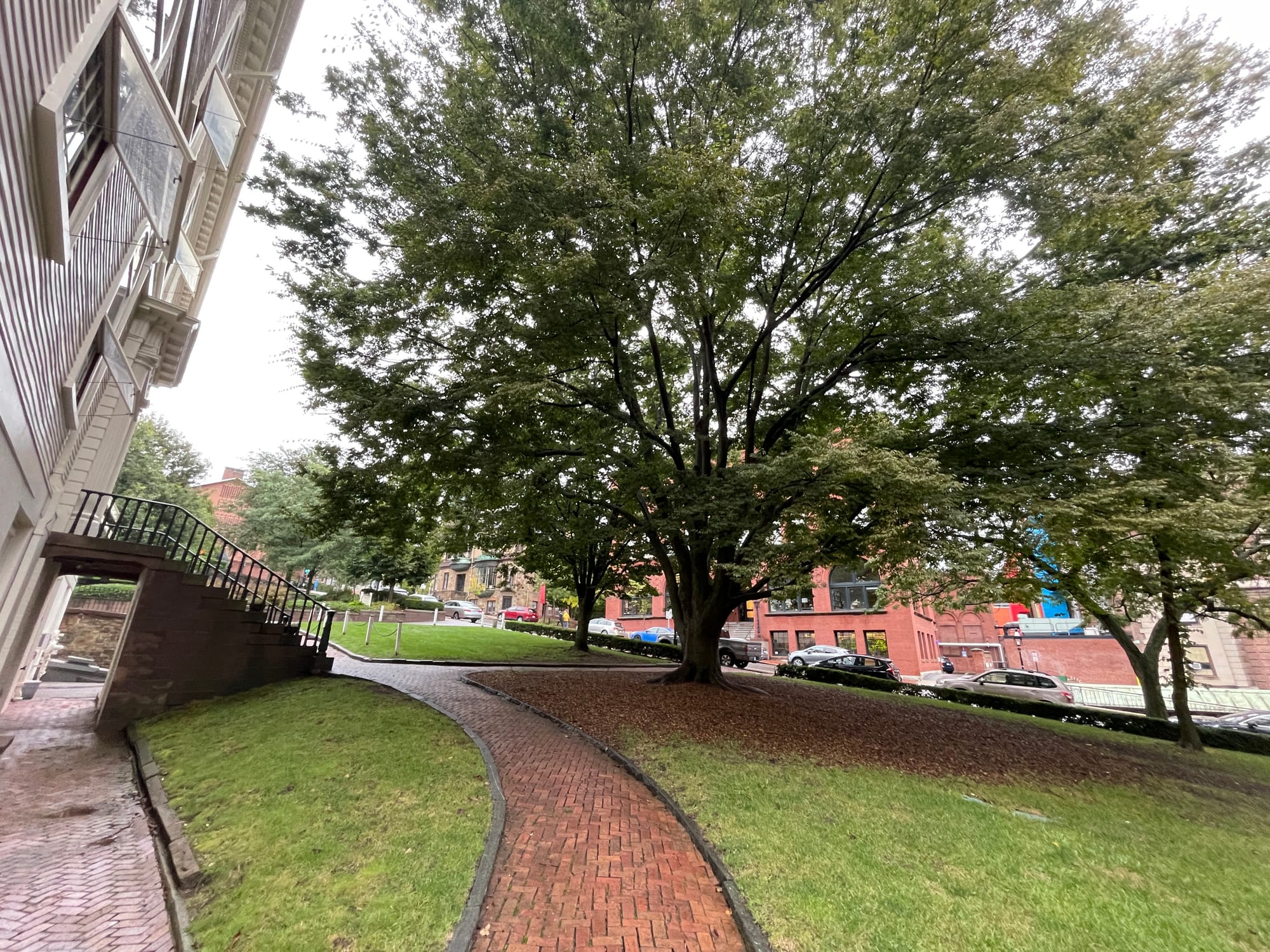 A large spreading tree over a curving red-brick path beside a clapboard building
